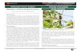Western Yellow-billed Cuckoo Fact Sheet, netleaf hackberry (Celtis reticulata), velvet ash (Fraxinus velutina), Mexican elderberry (Sambuccus mexicanus ... Western Yellow-billed Cuckoo