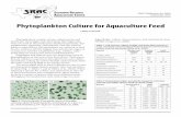 VI Phytoplankton Culture for Aquaculture Feed · some commonly cultured phytoplankton species used in bivalve ... 5 mm in a land-based hatchery (Ukeles, ... creasingly smaller particles—sand