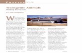 Transgenic Animals - BioProcess International Magazine - …€¦ ·  · 2017-04-22Transgenic animals acquire genetic material (sometimes from another species) ... cattle. In an