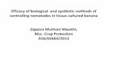 Efficacy of biological and synthetic methods of ...plantscience.uonbi.ac.ke/sites/default/files/cavs/agriculture... · Efficacy of biological and synthetic methods of controlling
