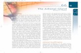The Adrenal Gland - good hormone healthgoodhormonehealth.com/adrenal-cecils.pdfChapter66 The Adrenal Gland Theodore C. Friedman 603 Physiology The adrenal glands lie at the superior