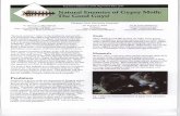 Natural Enemies of Gypsy Moth - Department of Manuals... · Natural Enemies of Gypsy Moth: The Good Guys! Insect predators Fig. 2. The adult Calosoma syco- phanta beetle is a gypsy