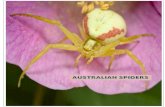 COMMON AUSTRALIAN SPIDERS - rockypest.com.au · Daddy-long-leg Daddy-long-legs spiders are easily recognized by their exceptionally long, lanky legs and little body. They’re usually