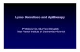 Lyme Borreliose and Apitherapy - Apimondia Borreliose and Apitherapy. ... • Basic rapid diagnostics using IgM and IgG antibodies agains borrelia, ... Apimondia-Borreliose2.ppt