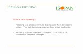 BANANA RIPENING - 2016 ... · Ripening associated changes include an increase in rate ... at the plantation ... Title: Microsoft PowerPoint - ISOPAN