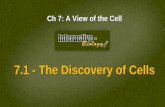 7.1 - The Discovery of Cells - Associazione Dscholashare.dschola.it/lscattaneo/Per gli studenti/2H/COMPITI/BioCh7A... · Support And Locomotion ... In plants, fungi, most bacteria