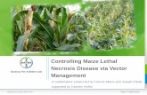 Controlling Maize Lethal Necrosis Disease via Vector ... · Controlling Maize Lethal Necrosis Disease via Vector ... (MLN) disease in Kenya and Tanzania: ... Gaucho seed dress C -