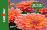 Ace Summer Sunset Dahlia see page 5 - Flower Power … · Ace Summer Sunset Dahlia see page 5. ... Create waves of pink, ... flax, coreopsis, blanket flower, poppy, larkspur, baby’s