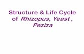 Structure & Life Cycle of Rhizopus Yeast , Pezizacms.gcg11.ac.in/attachments/article/115/Rhizo, Yeast, Peziza.pdf · Microsoft PowerPoint - Rhizo, Yeast, Peziza.ppt [Compatibility
