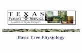 Basic Tree Physiology - TreeFolks · Basic Tree Physiology. Animal and Plant Cells. Conversion of Energy. Photosynthesis ... The Anatomy of Respiration