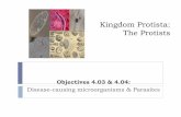 Kingdom Protista: The Protists - Wikispaces Protista.pdf... · 3 Main Groups Animal-Like Protists (Protozoans): Paramecium & Amoebas Plant-Like Protists: Algae Fungus-Like Protists: