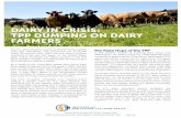 DAIRY IN CRISIS: TPP DUMPING ON DAIRY FARMERS Global Dairy Trade.3 According to Bloomberg Busi-ness, in early 2015, dairies in the northeastern United States dumped 31 million pounds