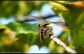 Dragonhunter - Dragonflies of Northern Virginia Documents/KevinPDF/pdf... · Flight Dragonhunter (Hagenius brevistylus) ... member of the clubtail family is one of the more ... walking