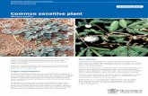 Common sensitive plant - Department of Agriculture and ... · Mimosa pudica Department of Agriculture and Fisheries ... The control methods referred to in this fact sheet should be