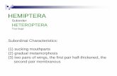 HEMIPTERA - Entomology and Plant Pathologyentoplp.okstate.edu/4H-ffa/ppt/hemiptera-h.pdfMicrosoft PowerPoint - hemiptera-h.ppt [Compatibility Mode] Author: Grantham Created Date: 9/26/2010