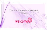 The practical exam of anatomy First year - Med Study Groupmsg2018.weebly.com/.../16101502/anatomy_lab_exam_1.pdf · The practical exam of anatomy First year . The kind of this vertebrae