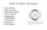 DNA RNA Protein - WOU Homepageguralnl/441DNARNAprotein.pdf · that help uncoil the DNA and seal up gaps in the new strands. ... Codons on Messenger RNA and Their Corresponding Amino