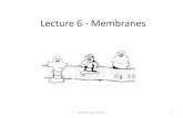 Lecture 6 - Membranes - North Seattle Collegefacweb.northseattle.edu/lizthomas/Lecture 6.pdf · In this lecture … •The fluid ... Passive vs. active transport across the membrane