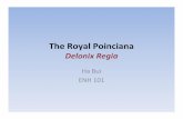 The Royal Poinciana - Plant Sciences Home Tree/HaBui.pdf · General Information • Family: Fabaceae • Scientific name: Delonix regia • Common name(s): Royal Poinciana; flamboyant