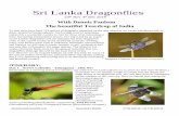Sri Lanka Dragonflies - Sunrise Birding LLC Lanka Dragonflies ... Our trip is led by an expert ... (Brachydiplax sobrina), Amber-winged Glider (Hydrobasileus croceus), ...