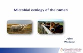 Microbial ecology of the rumen - RuminOmics€¦ ·  · 2015-10-26Microbial ecology of the rumen. The rumen. ... F igur e 1: P hylogen et ic t ... • Methane emissions measured