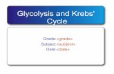 Glycolysis and Krebs' Cycle - Parkway Schools and Krebs... · Glycolysis and Krebs' Cycle ... glycolysis would be unregulated . 4 Assuming that Dr. Saccharo is correctly assuming