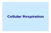 Cellular Respiration - Citrus Collegecitruscollege.edu/.../Documents/GoodmanNotes/CELLULARRESPIRAT… · Question: • In what kinds ... Breakdown of Cellular Respiration 3. Krebs