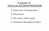 Chapter 6: CELLULAR RESPIRATION Chapter 6.pdfChapter 6: CELLULAR RESPIRATION 3. The Citric Acid Cycle 2. ... Instead of moving on to the Citric Acid Cycle, ... • Citric Acid Cycle