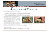Texas Fruit and Nut Production Improved Pecans - Aggie … ·  · 2017-06-05P ecan trees grow in many settings, including woodlands, ... Commercial production of improved pecans