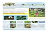Giant Hogweed: National Fact Sheet - ISCBC Plants & Animalsbcinvasives.ca/documents/Giant_Hogweed_National_Factsheet.pdf · Giant hogweed will not regenerate from the roots left behind.
