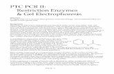 PTC PCR II: Restriction Enzymes & Gel Electrophoresisintro.bio.umb.edu/OLLM/111F98/pdfs/PTCII.pdf · PTC PCR II: Restriction Enzymes & Gel Electrophoresis ... The following diagram