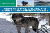 RESTORING FIRE, WOLVES, AND BISON TO THE CANADIAN ROCKIES · RESTORING FIRE, WOLVES, ... we’re noticing changes in elk behavior and ... WOLVES, AND BISON TO THE CANADIAN ROCKIES