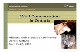 Wolf Conservation In Ontariopeople.trentu.ca/~brentpatterson/Index_files/Ontario_wolf update... · about wolf conservation in Ontario ... role of wolves in natural functioning ecosystems