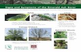 Signs & Symptoms of Emerald Ash Boreremeraldashborer.info/documents/E-2938.pdf · Signs and Symptoms of Emerald Ash Borer MSU is an affirmative-action, equal-opportunity institution.
