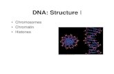 DNA: Structure I - WOU Homepageguralnl/311DNAIhist.pdf · Pearson Benjamin Cummings. ... DNA replication machinery Figure 28.25 ... DNA: Structure Author: Western Oregon University