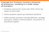 Concept 5.4: Proteins include a diversity of structures ...perrylocal.org/herstinm/files/2011/03/Proteins_NucleicAcids.pdf · ... Proteins include a diversity of structures, resulting