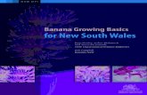 Banana Growing Basics - Department of Primary Industries · Title: Banana Growing Basics for NSW Authors: P Newley, A Akehurst, B Campbell & N Treverrow (retired) Published by NSW