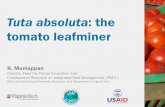 Tuta absoluta: the tomato leafminer - CORAF / WECARD · Tuta absoluta - Life Cycle ... •Pheromone traps and use of NPVs for Tuta, Heliothis and Spodoptera •Host free period and
