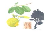 TREES COMMONLY CULTIVATED IN SOUTHEAST ASIAebooks.lib.ntu.edu.tw/1_file/FAO/72998/ac775e04.pdf · Ins); zaung-ya (Mya); Balimbing (Phi); ma fuang (Tha); khe (Vie). Key characteristics: