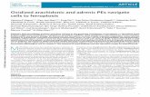 Oxidized arachidonic and adrenic pes navigate cells to …liubing/publication/ncb16.pdfAdA-PE into ferroptotic signals, and that this process is facilitated by ACSL4-driven esterification