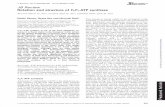 JB Review Rotation and structure of F -ATP synthase Review Rotation and structure of F oF 1-ATP synthase Received March 23, 2011; accepted April 18, 2011; published online April 26,