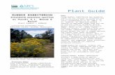 Rubber rabbitbrush (Ericameria nauseosa) Plant … · Web viewPlant Guide RuBBER RABBITBRUSH Ericameria nauseosa (pallas ex Pursh) G.L. Nesom & Baird Plant Symbol = ERNA10 Contributed