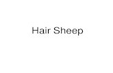 Hair Sheep - Tarleton State University Sheep •Excellent breed ... skin is essential and is the only prescription concerning color. ... •Predominant color is red to cream, but white