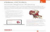 Human Regional Anatomy - STAT!Ref · understanding and recall. Increase workflow, enliven lectures and lab sessions using content directly. Or quickly embed seamless ... Human Regional