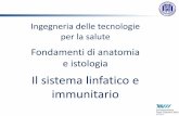 Fondamenti di anatomia e istologia - UniBG linfatico e...Structure of the lymphatic system In the small intestine, lymphatic capillaries called lacteals are critical for the transport