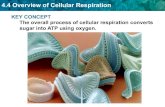 KEY CONCEPT The overall process of cellular respiration ... · 4.4 Overview of Cellular Respiration KEY CONCEPT The overall process of cellular respiration converts sugar into ATP