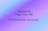 Chapter 32 Pages 724-748 - Dwight Public Schools Protostome Animals.pdfdoes not support organs it is not a real body cavity –Protostome examples of pseudocoelomates are roundworms