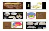 Slide 1 Skull & Mandible - University of Notre Damensfbones/SKULL.pdf · Lacrimal Parietal Temporal line ... Apparatus in Sun 15 13 . pt ft fmt or al ecm . Title: Skull intro lecture.ppt