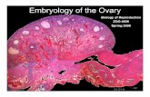 Embryology of the Ovary - The Medical University of South ... of Reproduction/BOR... · Red= origin of primordial germ cells in multiple species Origin and migration of primordial