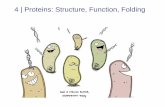 CHAPTER 4 Proteins: Structure, Function, Folding · CHAPTER 4 Proteins: Structure, Function, Folding –Structure and properties of the peptide bond –Structural hierarchy in proteins